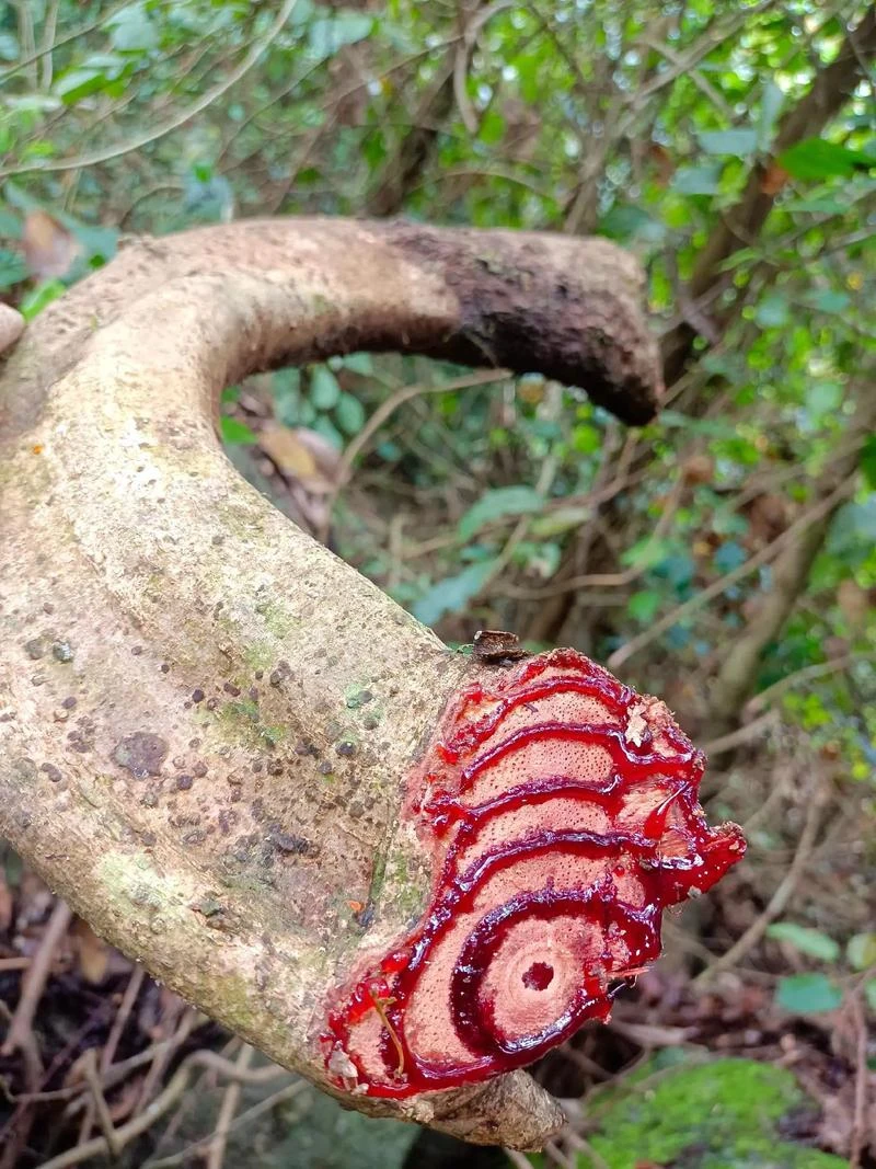 中缅大山鸡血藤 一物一拍
