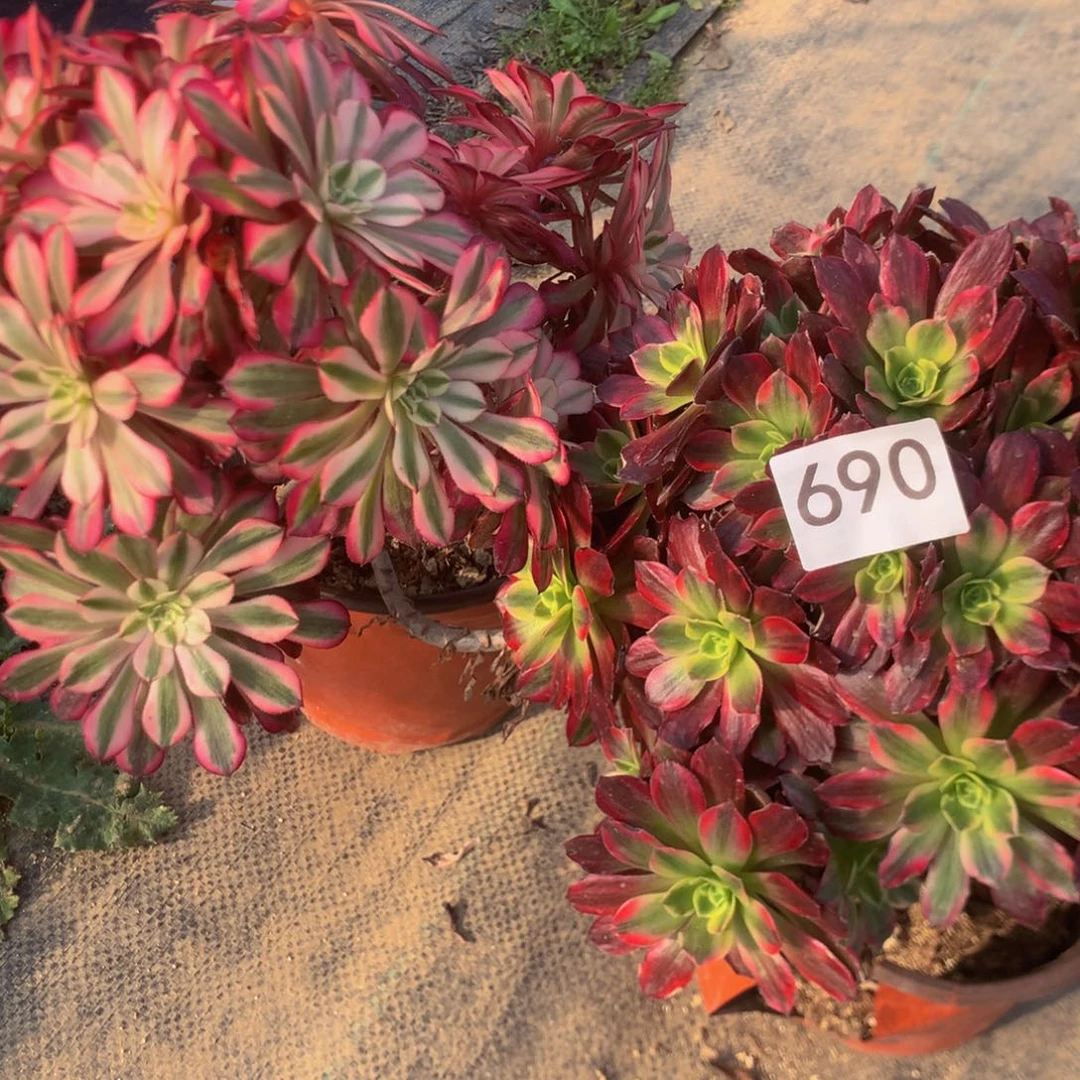 A****n690特价组合多肉植物