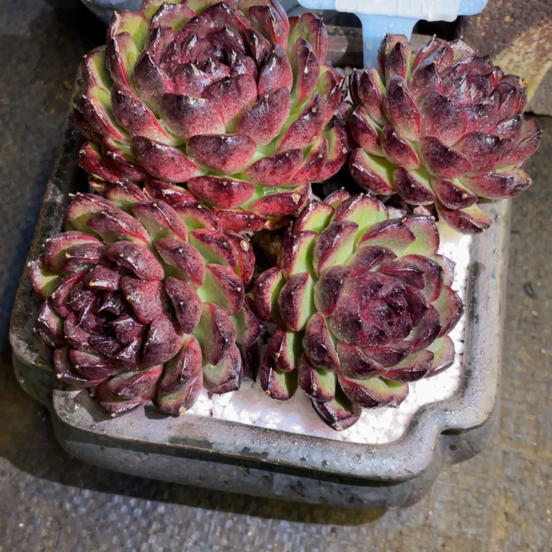 木***木多肉植物盆栽多肉