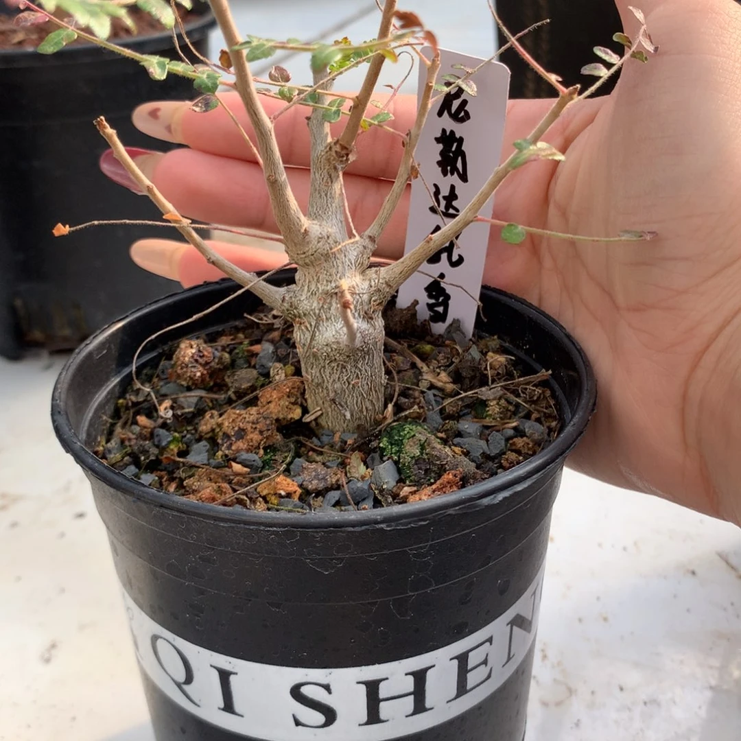 夏*被尼勒达乳香实生实生