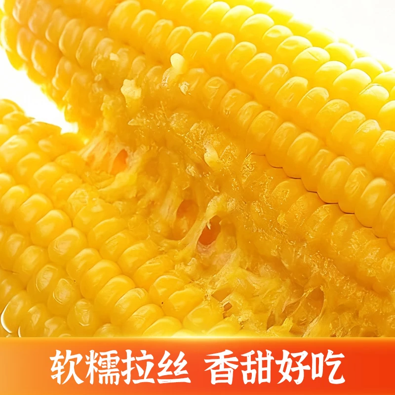 【25年头茬】（试吃2支）东北黄糯玉米260克×8支微甜香糯真空包装