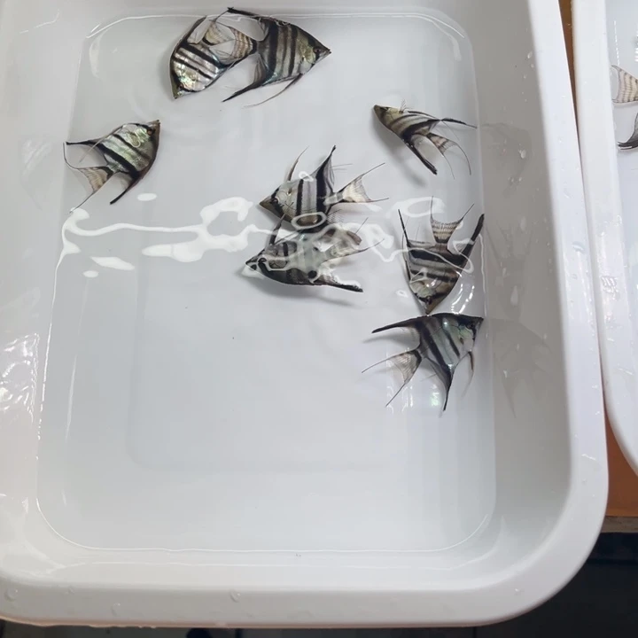 灯科鱼某*人红背伊莎贝尔4-5厘米15条