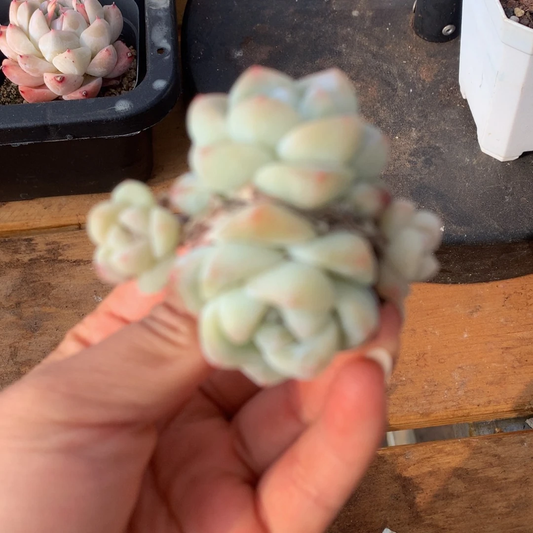 精品冰玉群一物一拍