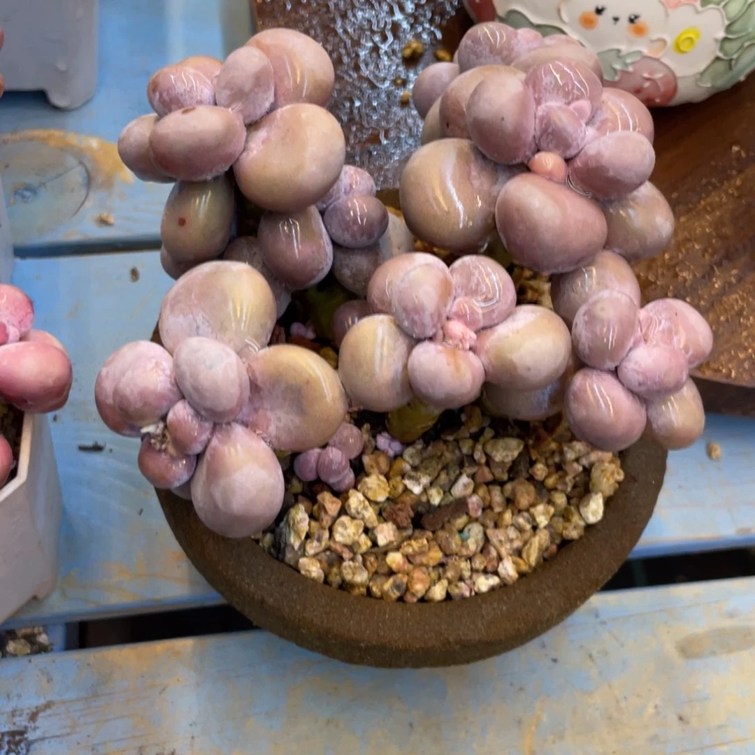 一**鱼多肉老桩漂亮