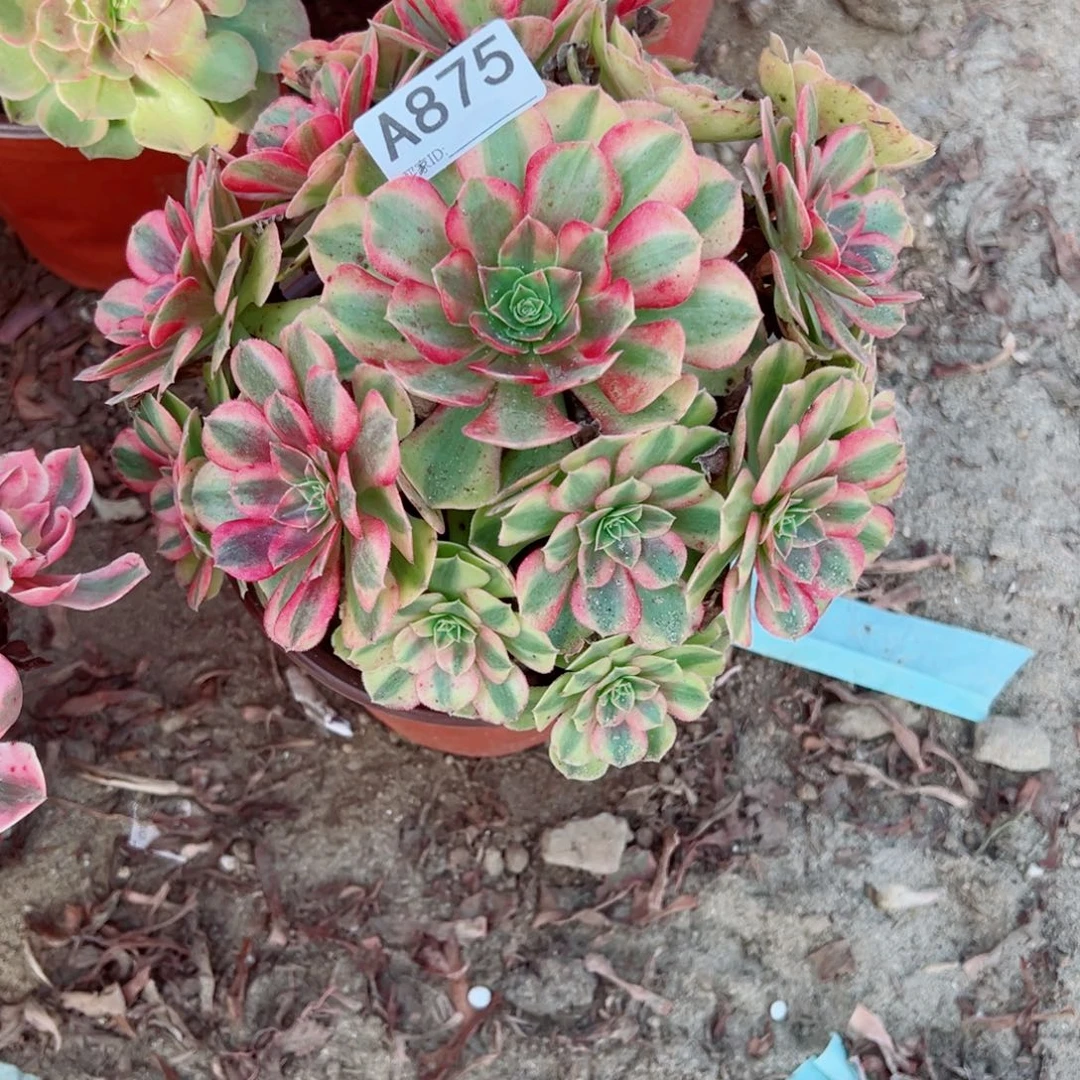 875雨荷多肉植物法师