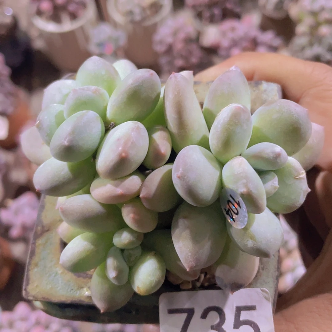 火虫 多肉植物多肉