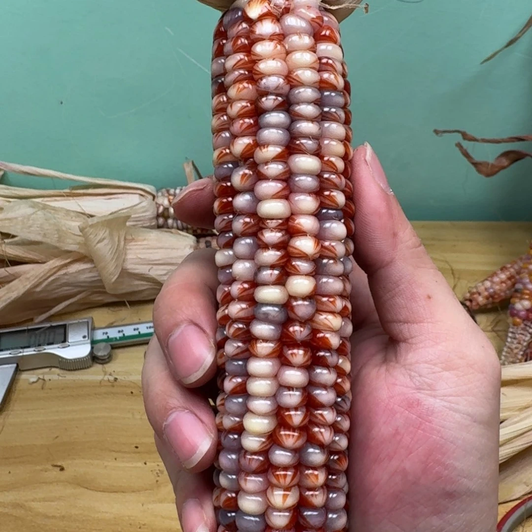 ****️柏香籽/百香籽吊坠