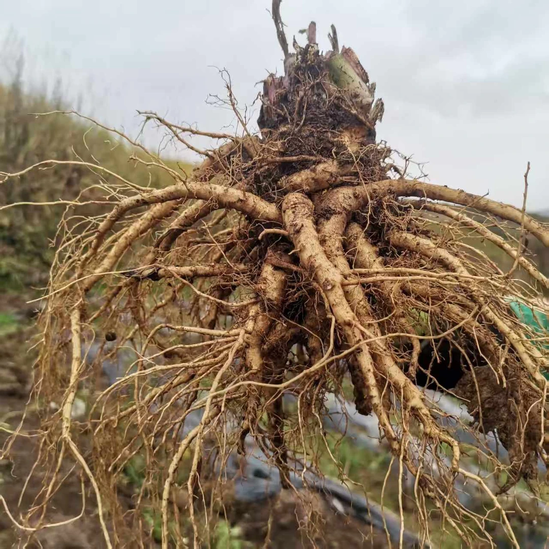 甘肃岷县新鲜当归现挖足龄带土产地直发煲汤炖肉甄选