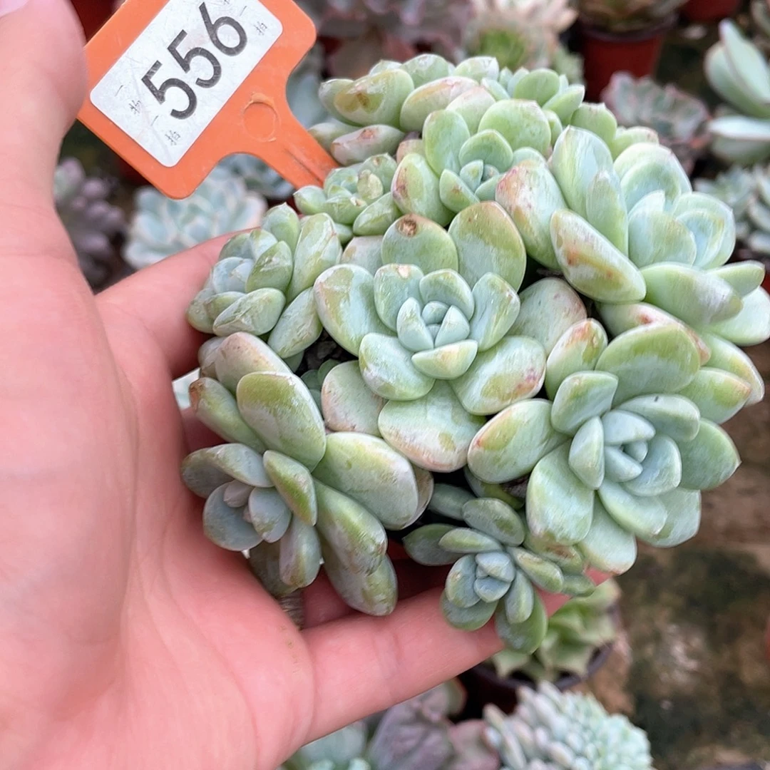 之***卿556号多肉植物盆栽