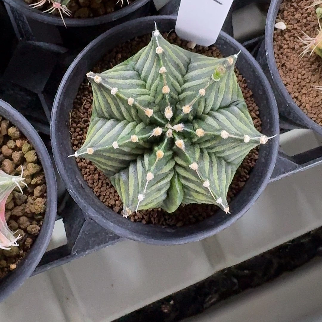 L306-1119广东发货 鱼骨