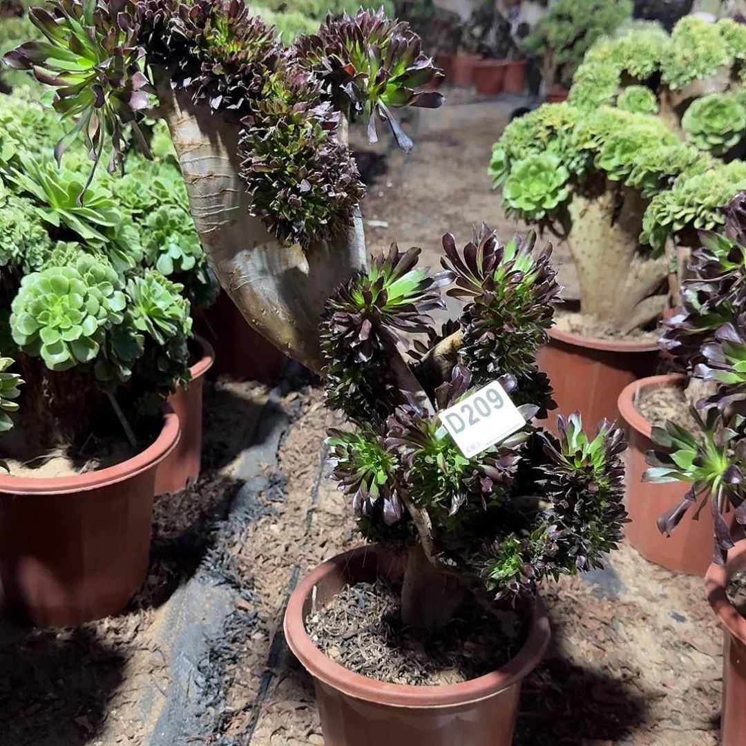 209黑法师一颗呀呀