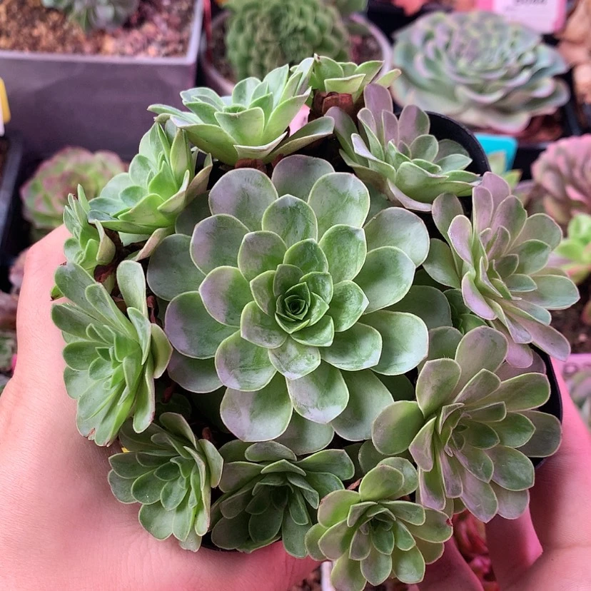 【闪购商品】初见298