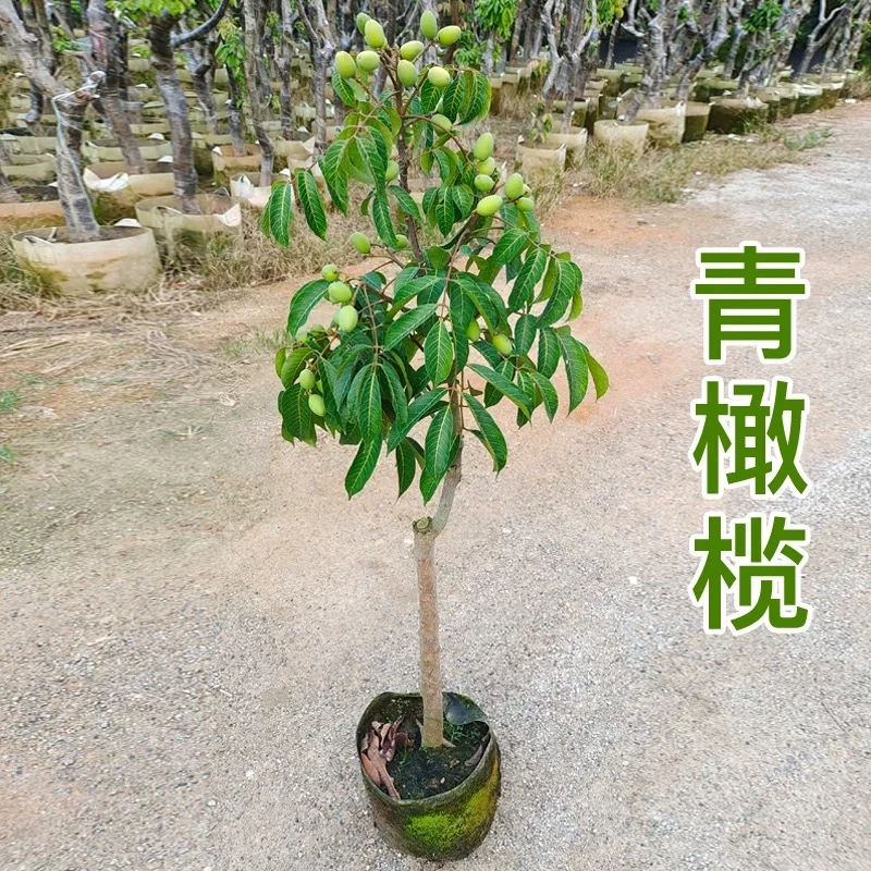 正宗金灶三棱橄榄树苗甜种橄榄嫁接苗青橄榄苗乌橄榄树苗带土带叶