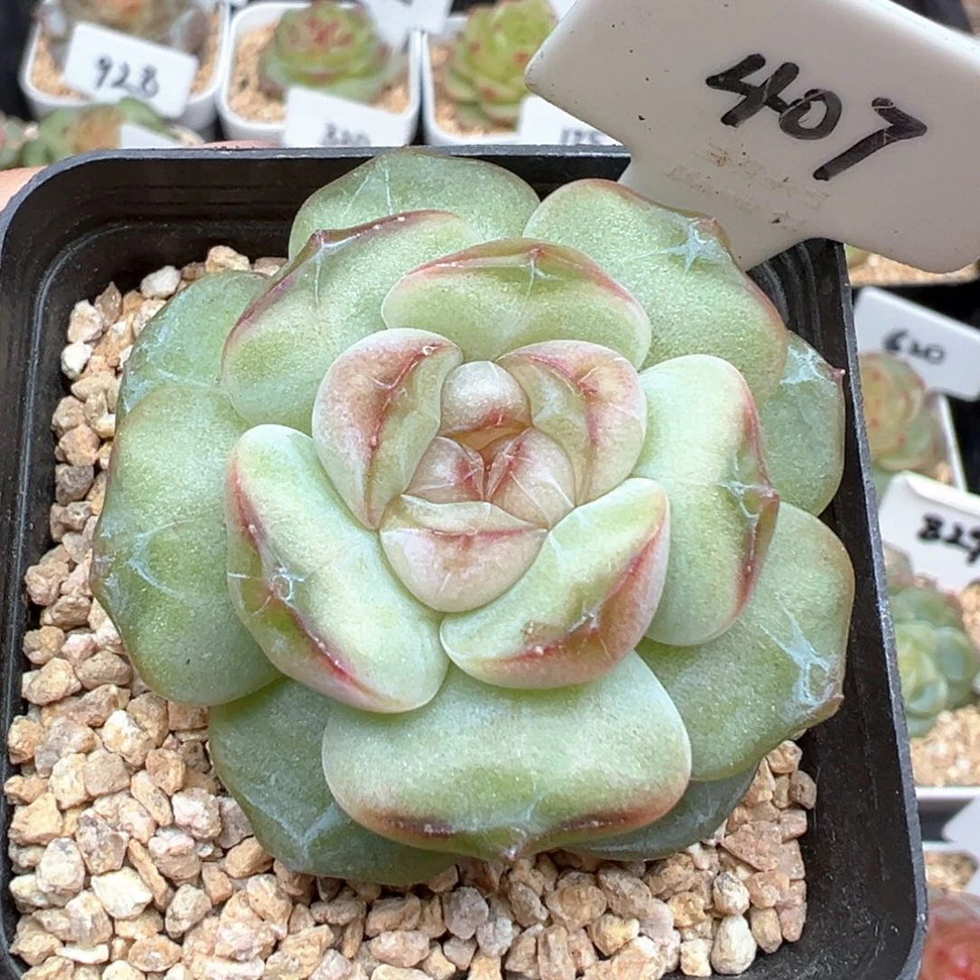 407号风花雪月系列