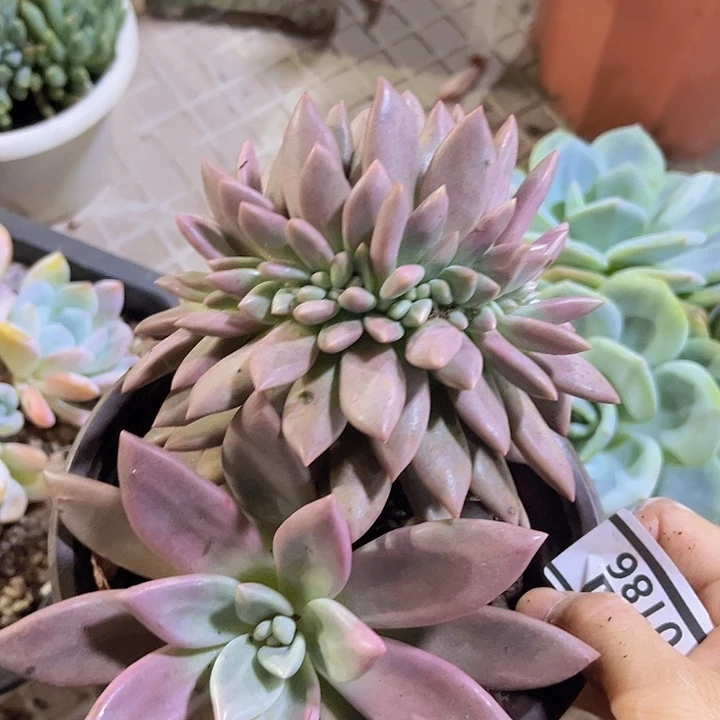 桃花源缀0186多肉植物