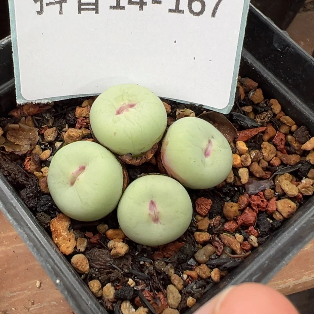 巴***嘿14-167肉锥多肉植物