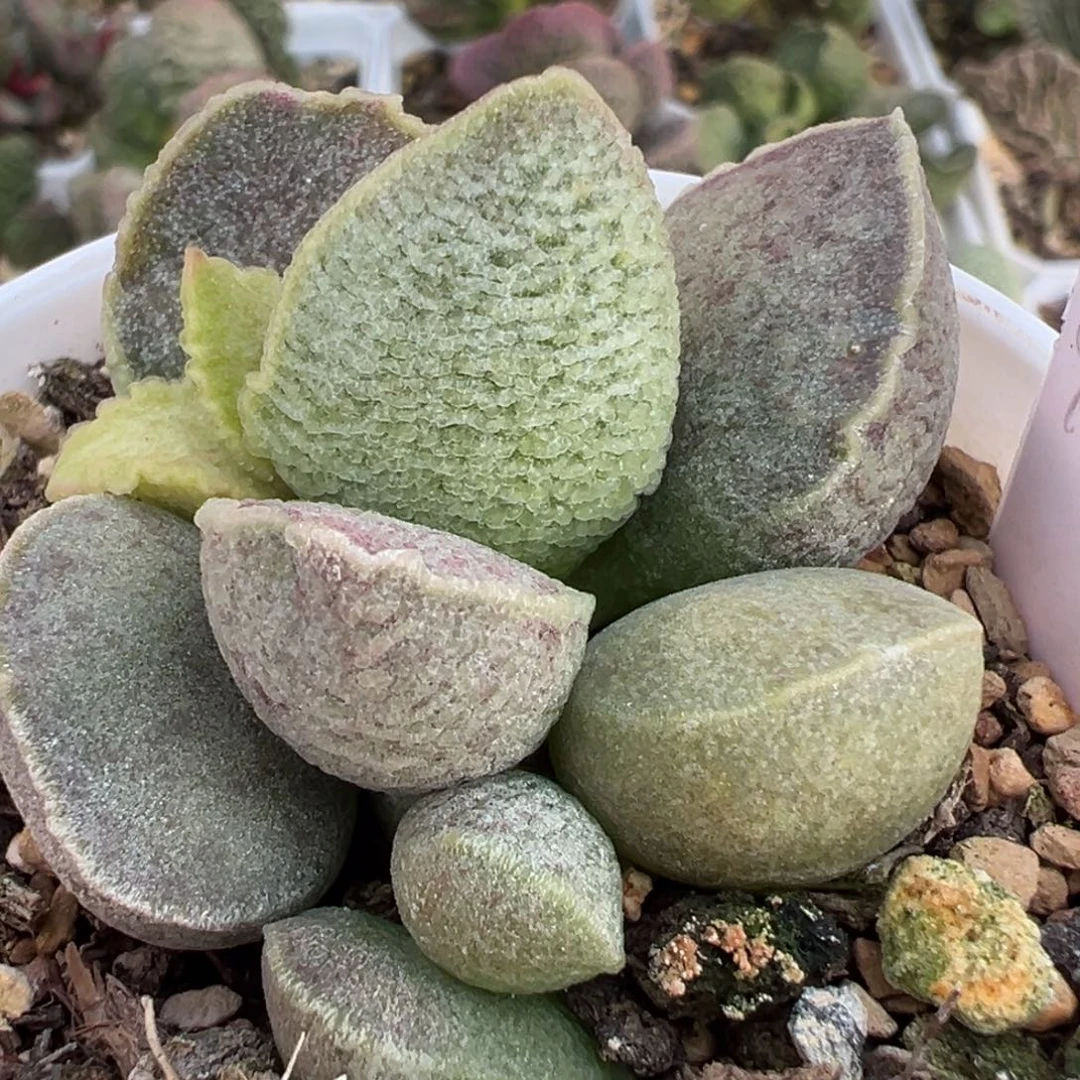 实生新品花斑细腻纹多肉植物