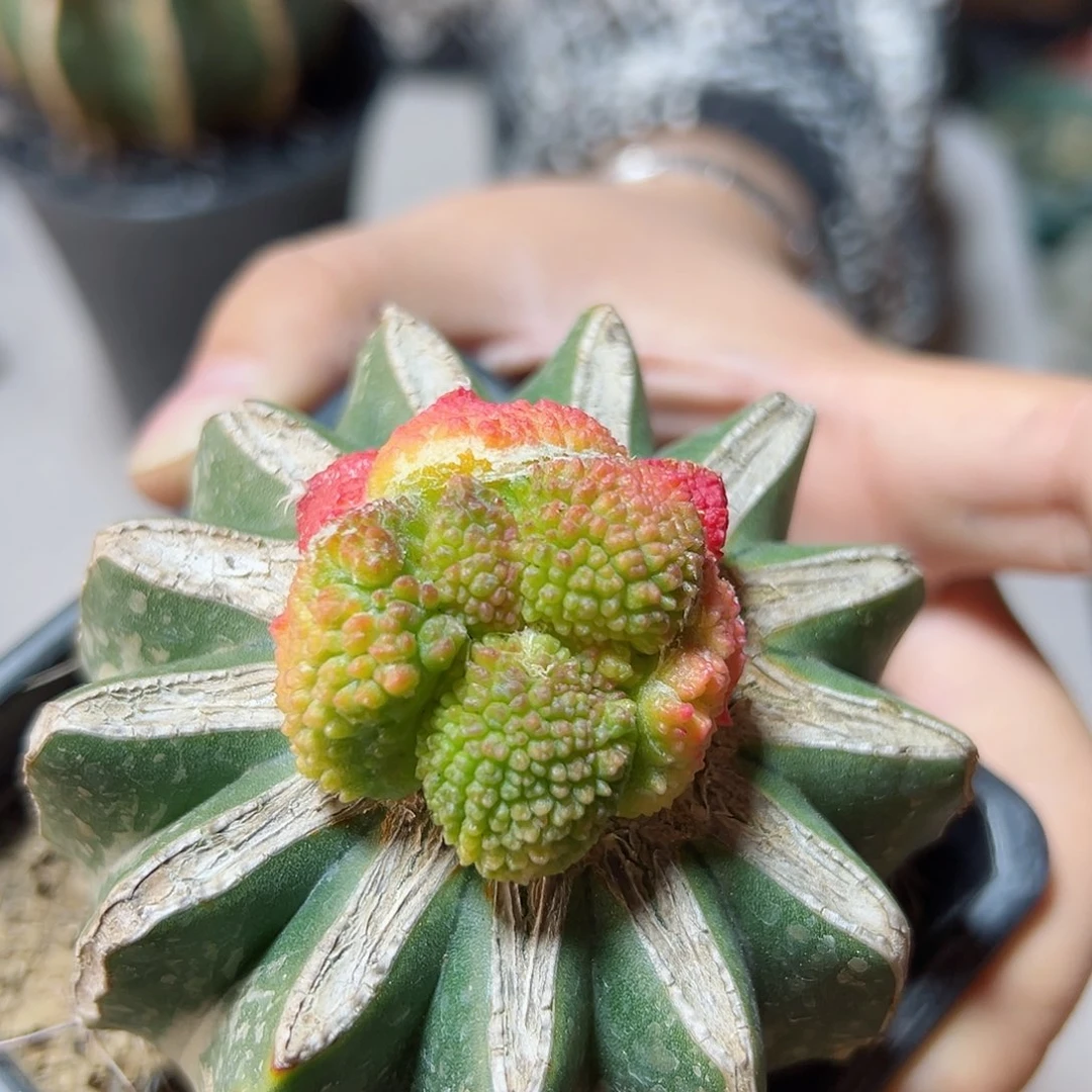 7日晚4号哥斯啦牡丹锦3.7公分草球