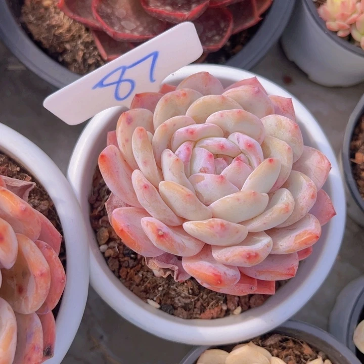 健健康康平平安安