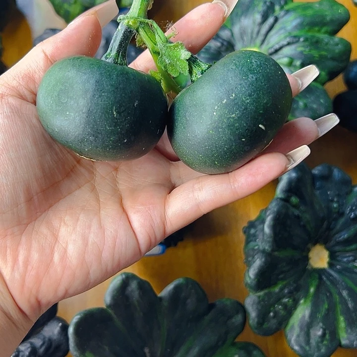 葫芦中国大陆雨**风葫芦