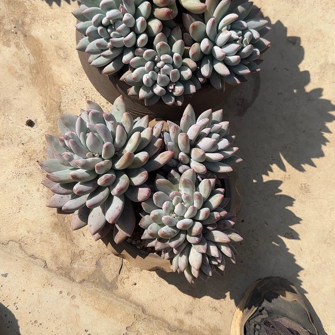 我***牛多肉植物所罗门