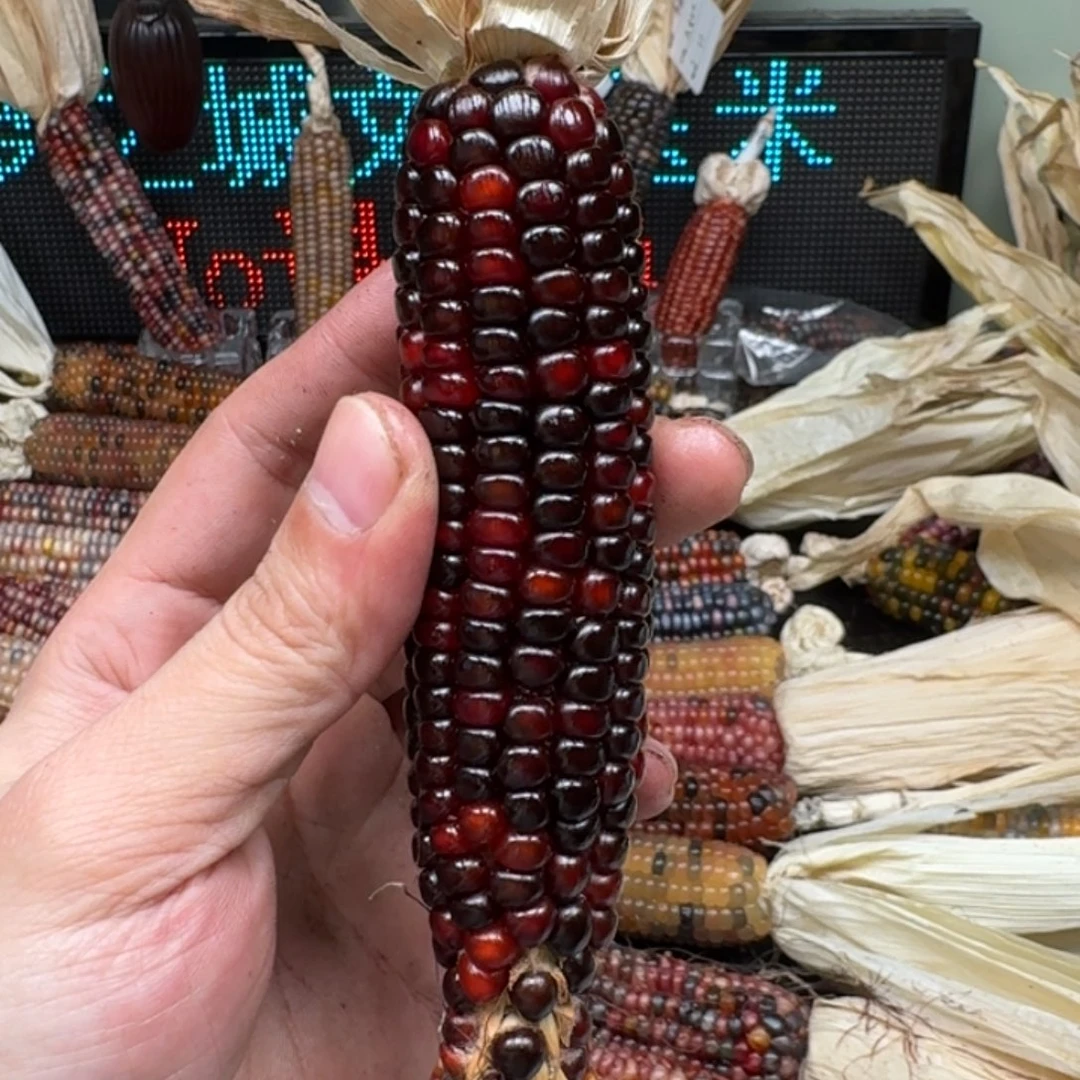 柏香籽/百香籽吊坠火*