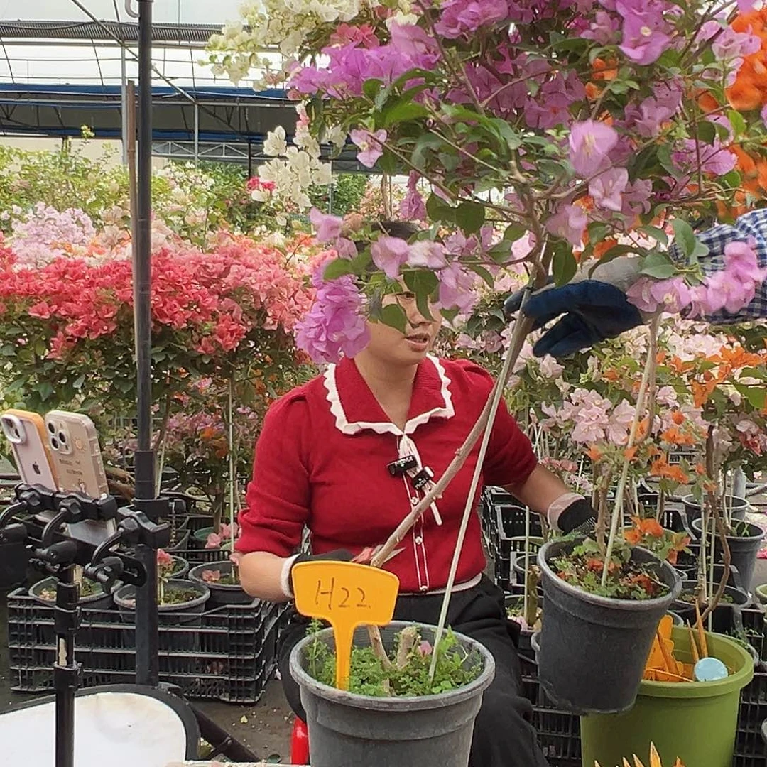 应***姐大部分花苞少量开放H22巴西紫