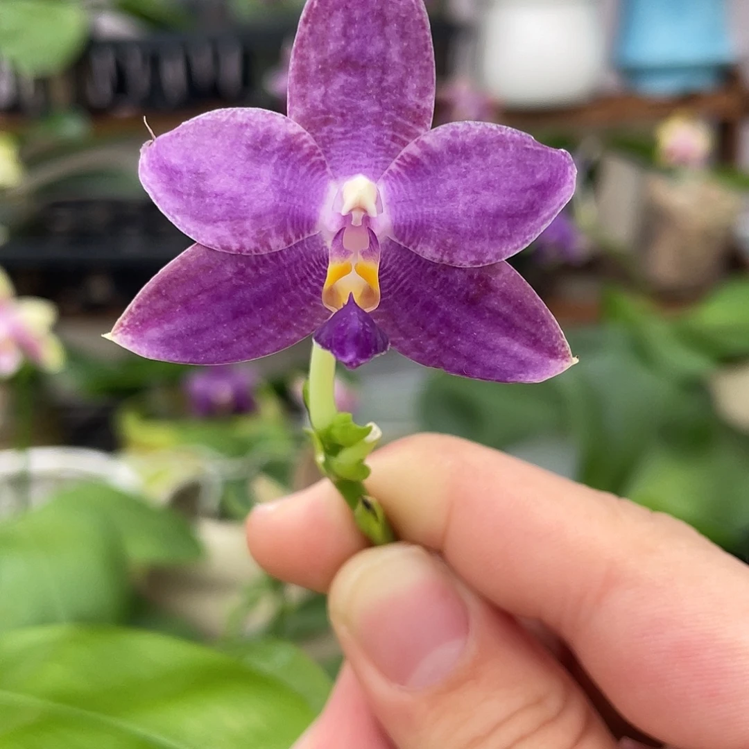 完全开放21叶瑕花期不保