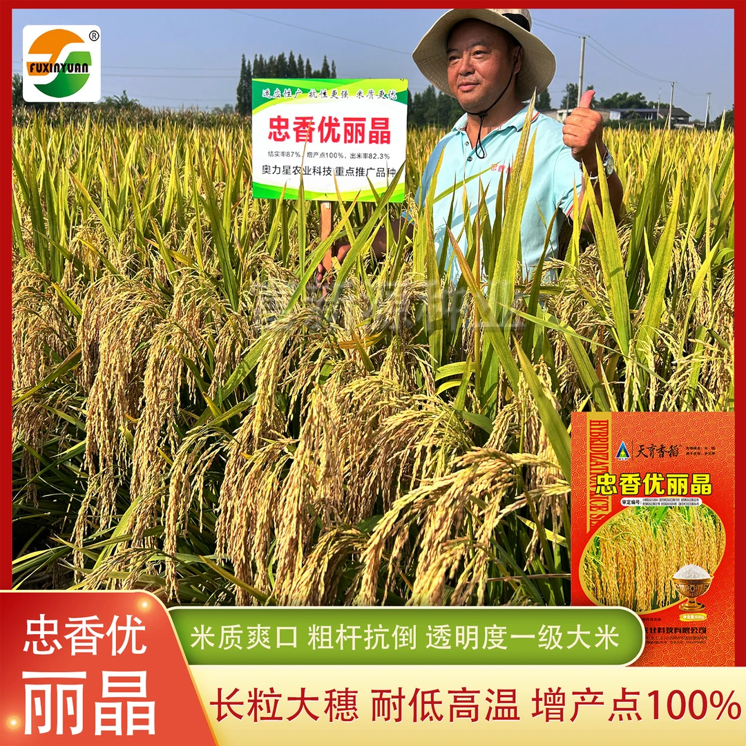 杂交水稻种子忠香优丽晶国审稻种籽铁杆抗倒抗病一级香米稻谷种