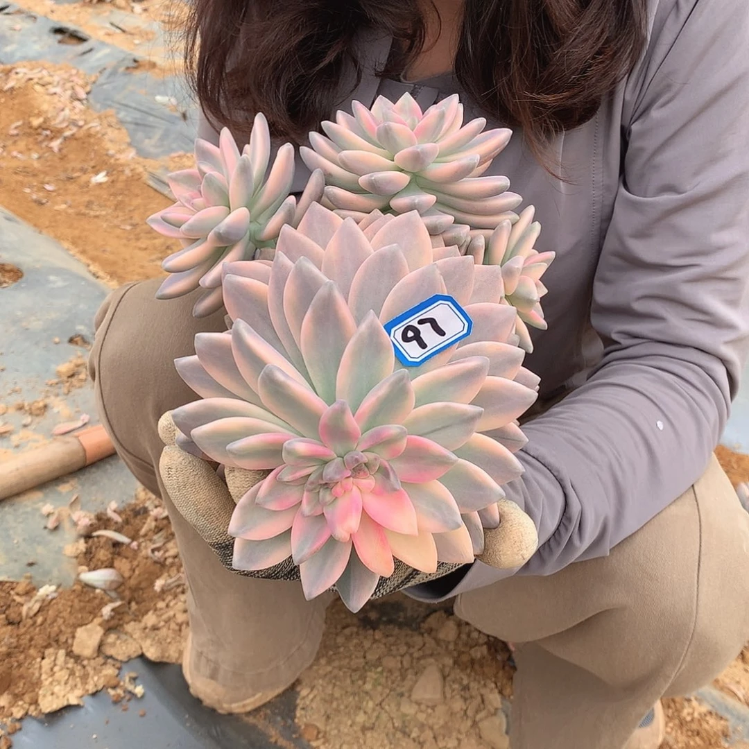 97 淡雪锦 一物一拍