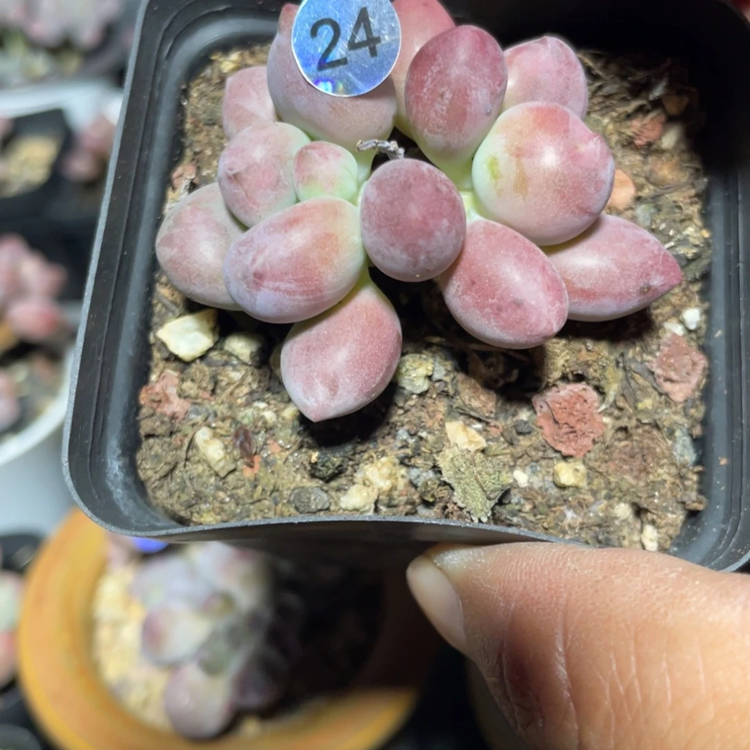 贵妃奶酪多肉植物