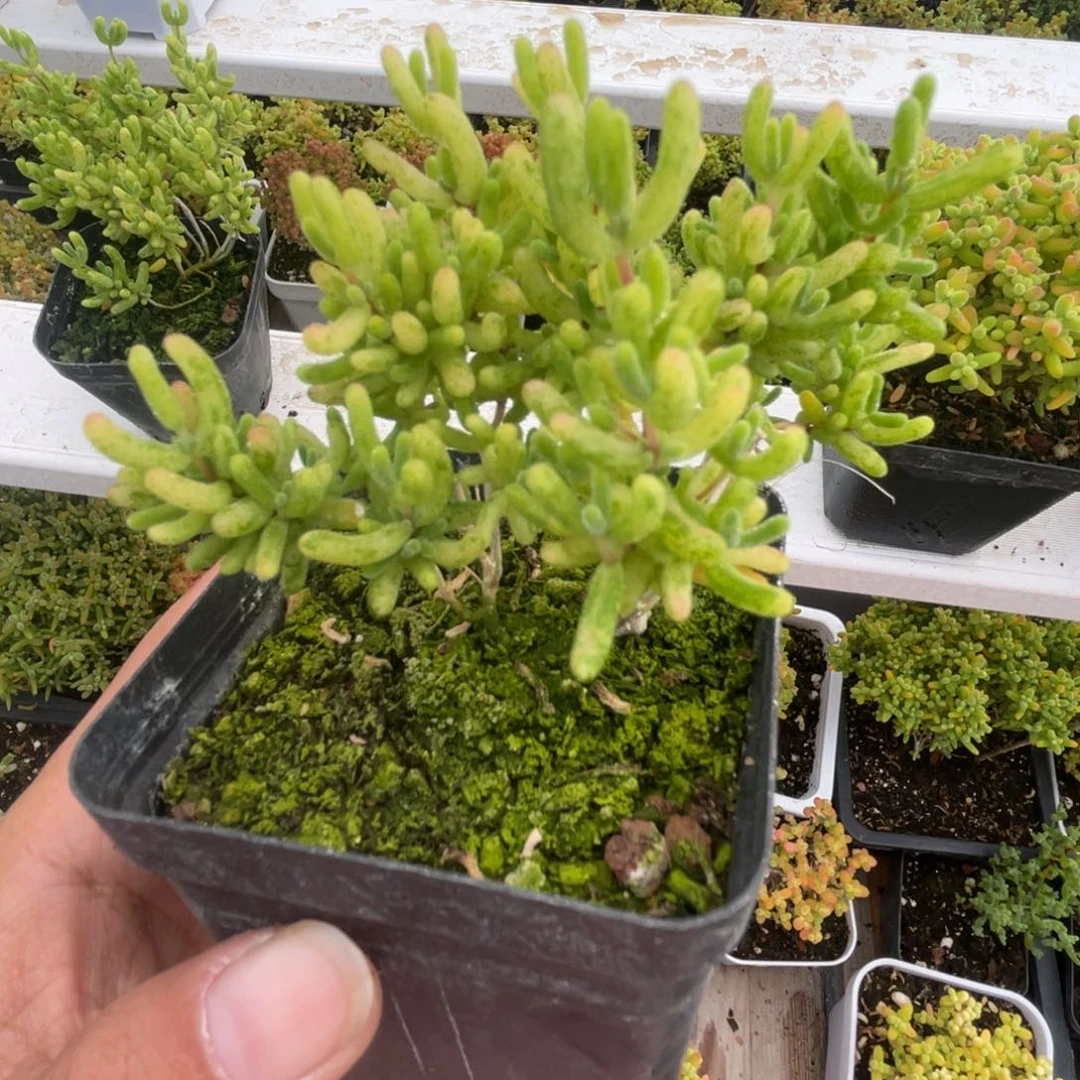 黄虎斑。