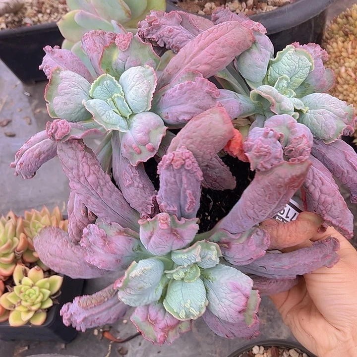 男爵夫人07191多肉植物