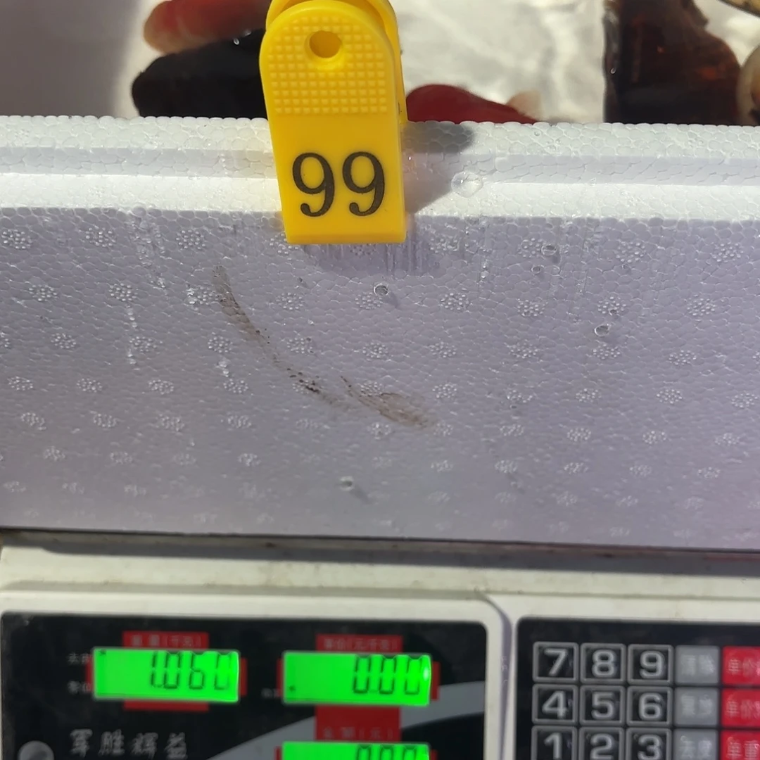 金鱼99号金鱼586588588