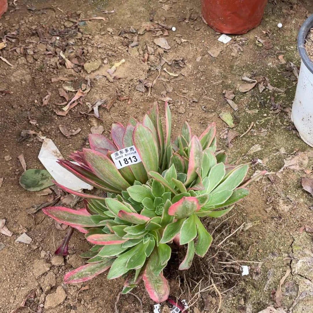 813女妖多肉法师断枝不包量