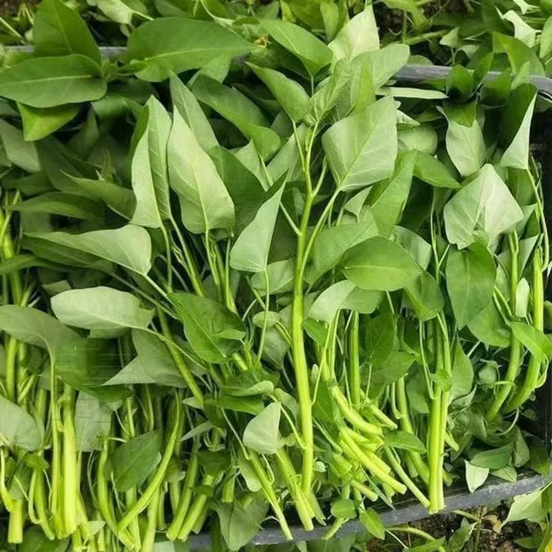 重庆老品种藤藤菜空心菜脆嫩新鲜2斤绿色蔬菜空心菜