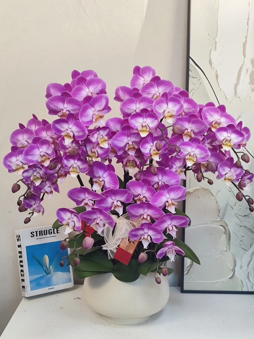 蝴蝶兰 【优雅】真花 秋冬耐寒花卉 四季开花 多样性发货