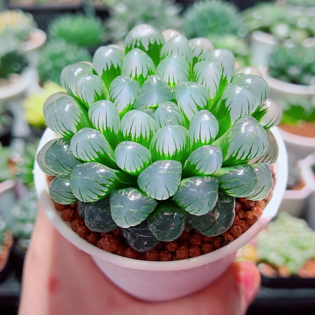 紫肌大冰灯（满16包邮）玉露十二卷多肉植物 原盆原土