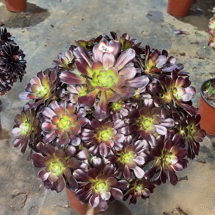 晚霞54多肉植物法师