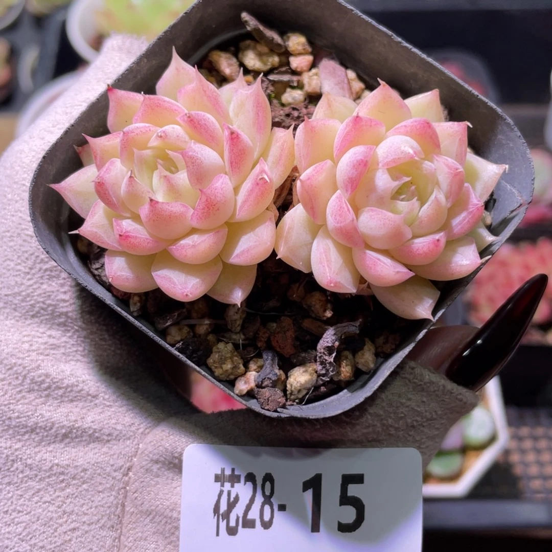 花利美28-15女王玫瑰