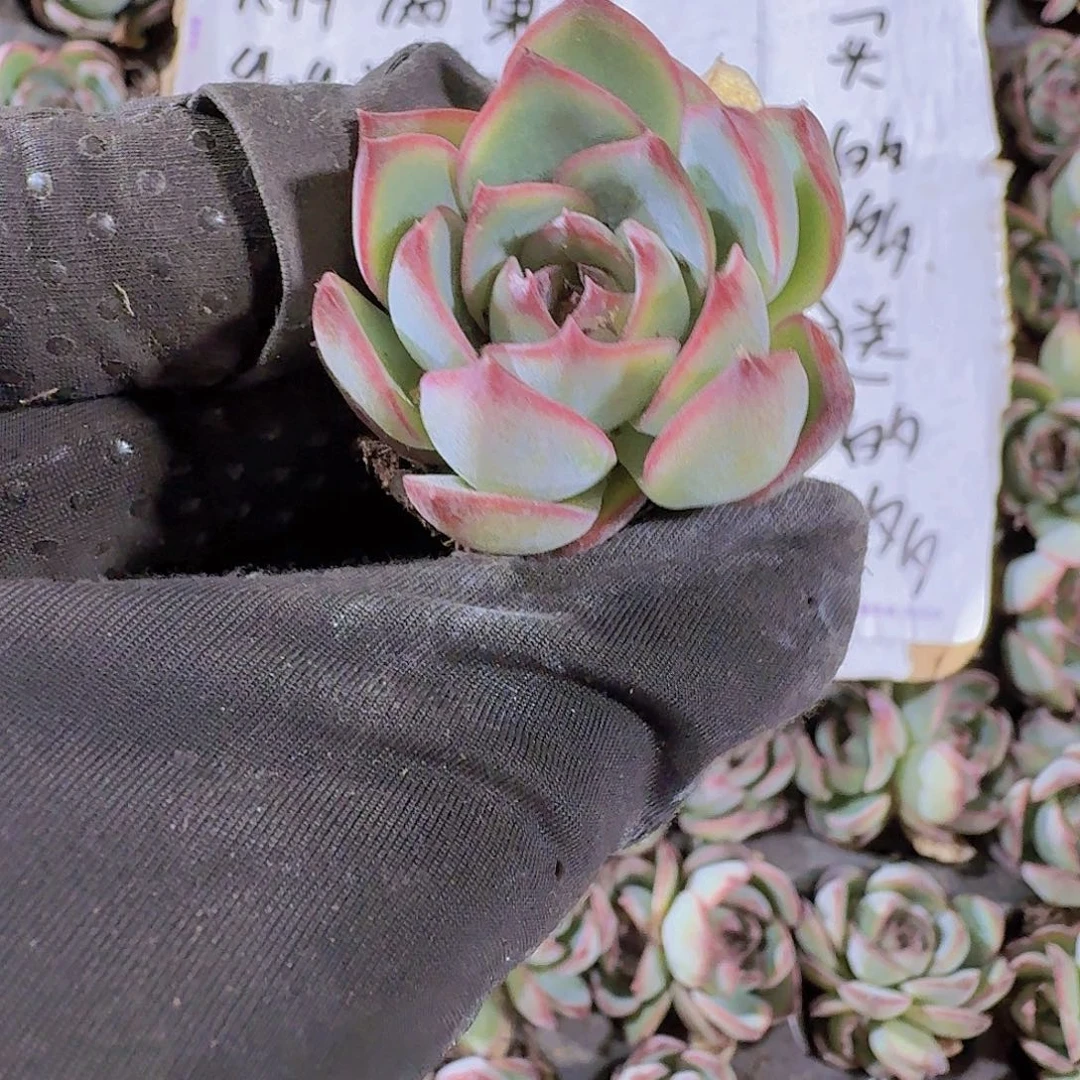 勾魂仙子两颗一组