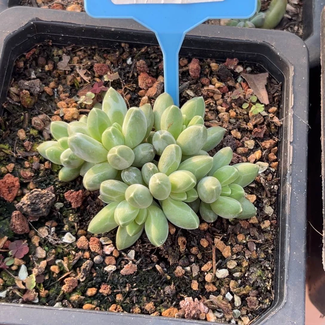 071多肉植物伊卡鲁斯