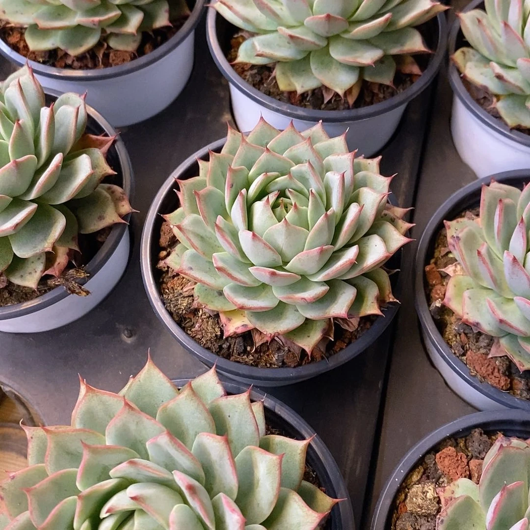 团。大单头林杰安娜。福利多多