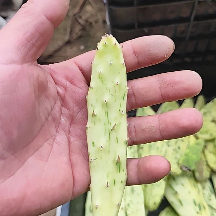 仙人掌锦（雪糕锦）