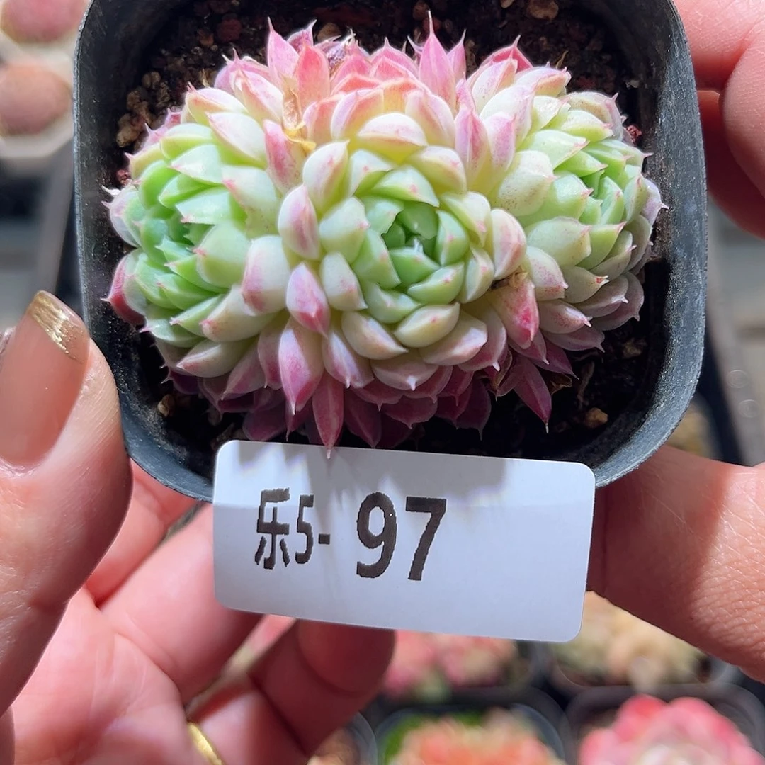 乐5-97 羊脂球群