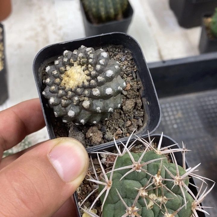 墨碟碧岩玉2颗特价福利