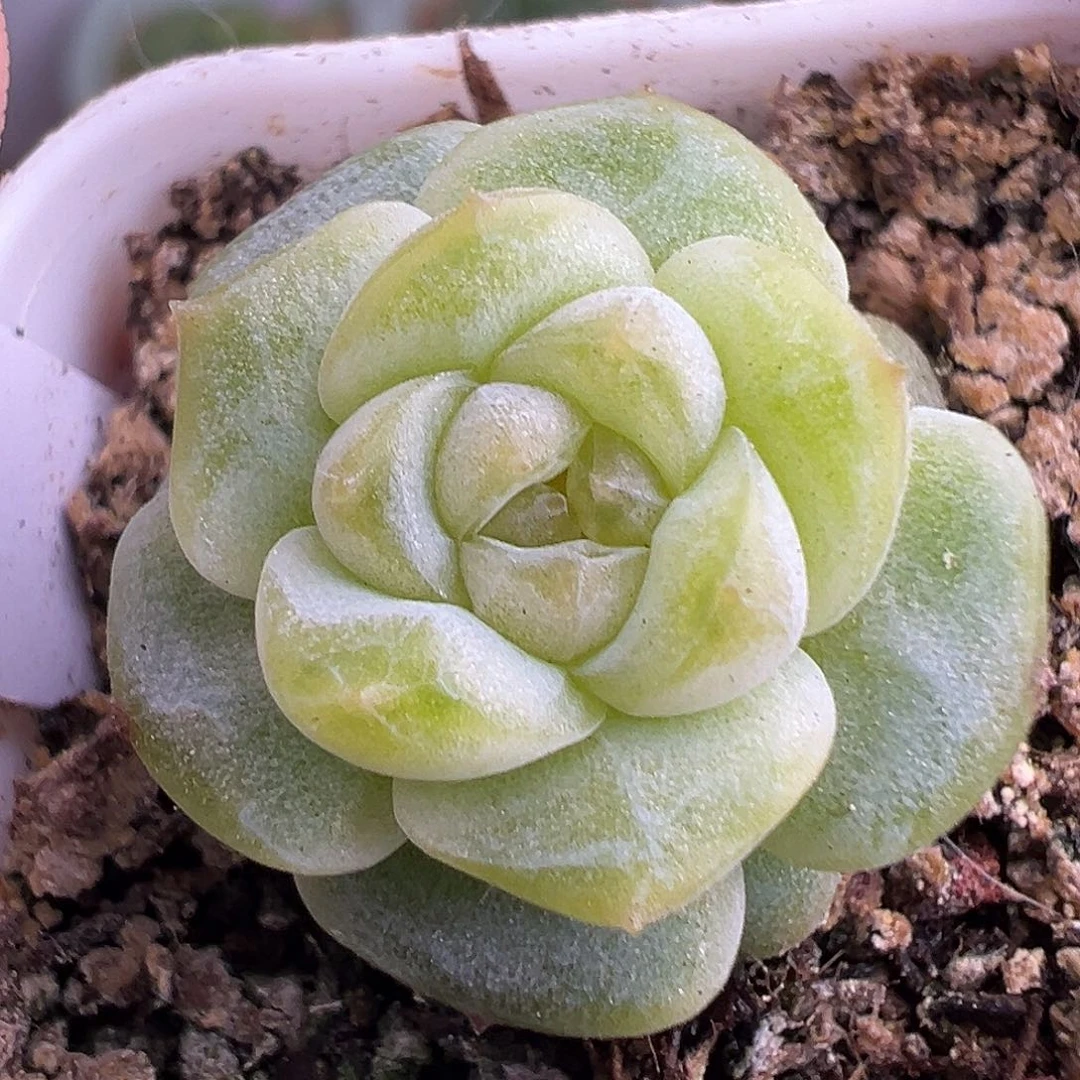 阿花。