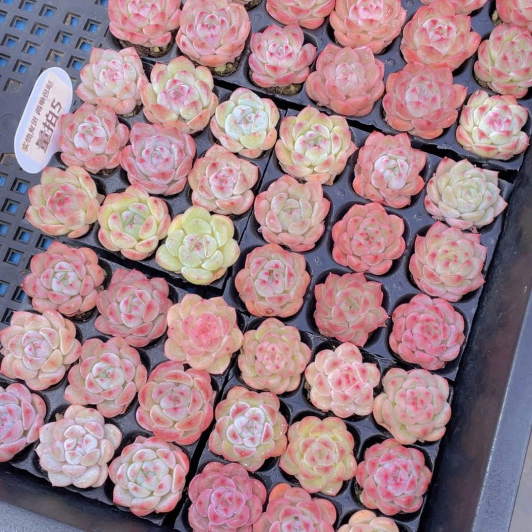 量拍5号果冻白桃汽水组合9个