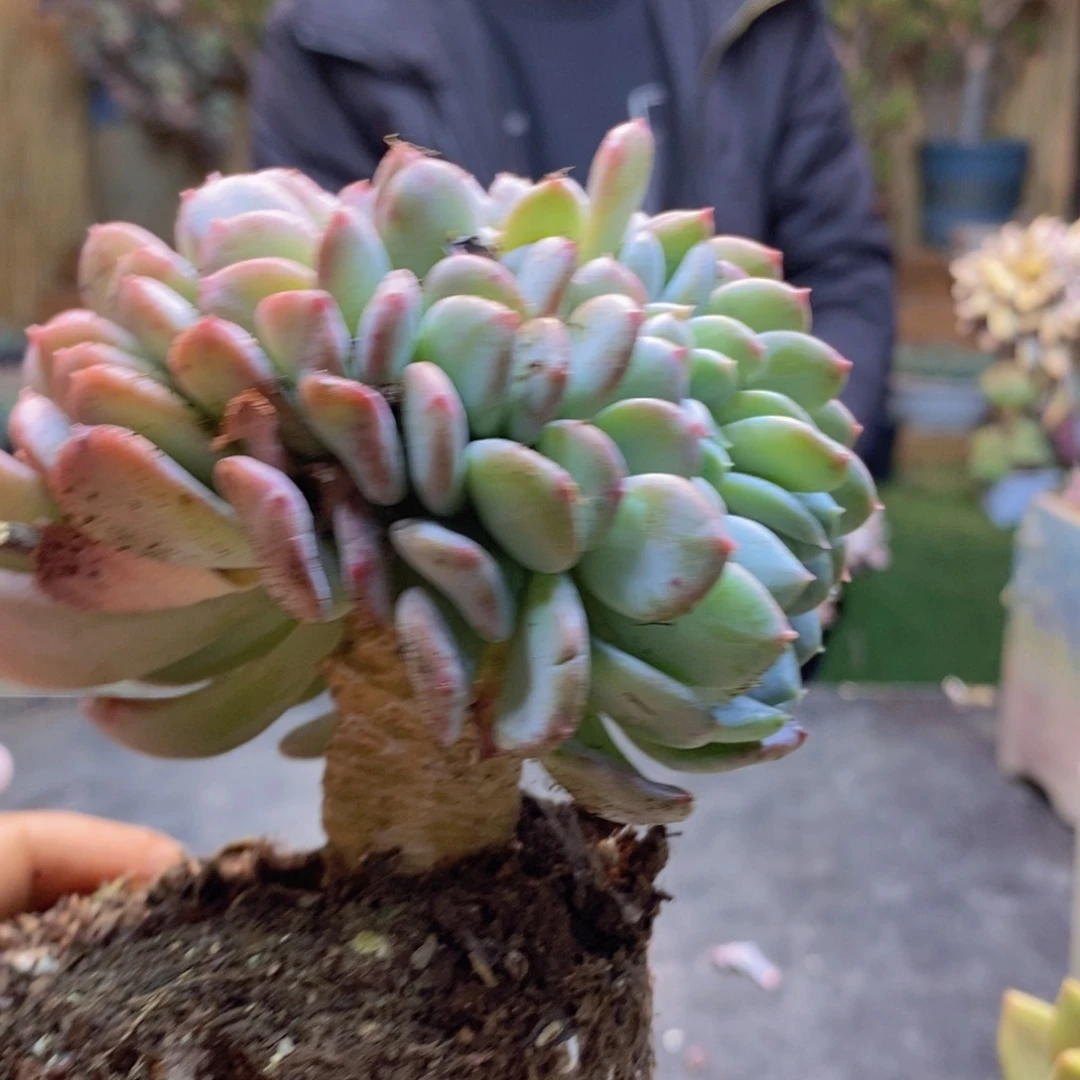 天**丽H118号玛瑙缀多肉