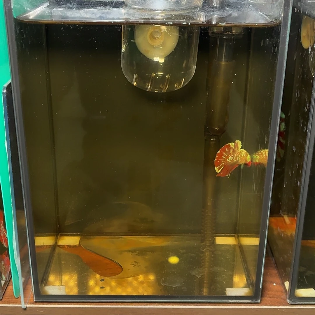 斗鱼彩金豹子红魔将军